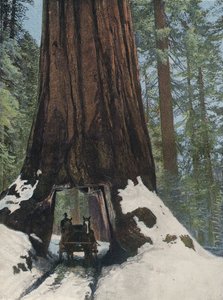 Un Arbre Géant