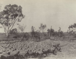 Une Station de Moutons dans le Sud du Queensland