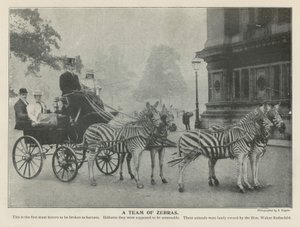Une équipe de zèbres