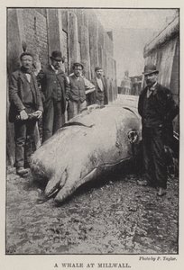 Une baleine à Millwall - English Photographer