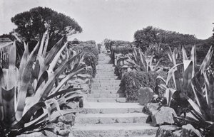 Un coin dans les jardins de Tresco - English Photographer
