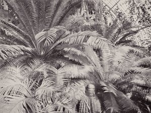 Un groupe de cycas dans la serre des palmiers à Kew