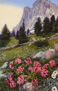 Fleurs alpines : Daphne Striata avec Dryas Octopetala (à droite)