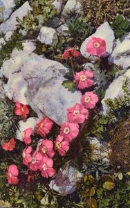 Fleurs alpines : Dianthus Alpinus - English Photographer