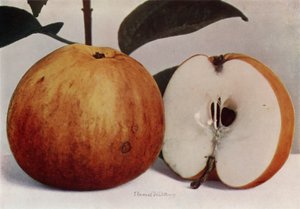 Apple, James Grieve (photo couleur)