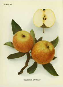 Pommes d