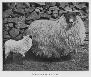 Brebis Blackface et agneau (photo n/b)