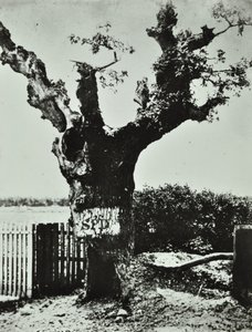 Brockley Lane : Old Oak, Londres, 1890