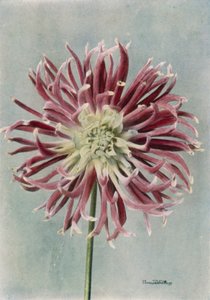 Dahlia Cactus, Mme Randle (photo couleur) - English Photographer
