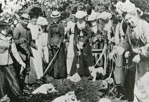 Exposition féline aux Jardins botaniques royaux, Westminster, en 1900 - English Photographer