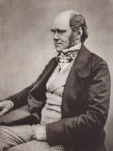 Charles Darwin, portrait, vers 1854, d