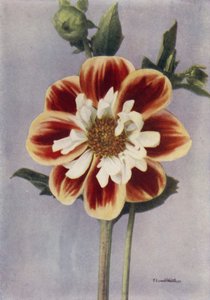 Collerette Dahlia, Gallia (photo couleur)