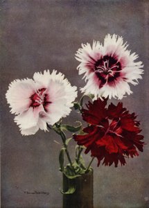 Dianthus Chinensis, var Heddewigii (photo couleur)