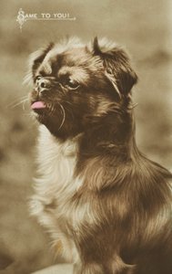 Chien tirant la langue