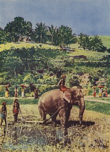 Éléphant aidant à labourer les rizières en Inde