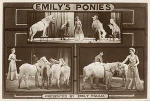 Emily Paulo et ses poneys dressés - English Photographer