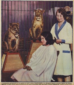La coiffeuse anglaise Margaret Seyers coiffant calmement le dompteur de lions de cirque, observée par ses animaux, Hove, Sussex