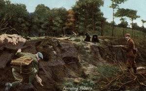 Chasse aux lapins à la campagne - English Photographer