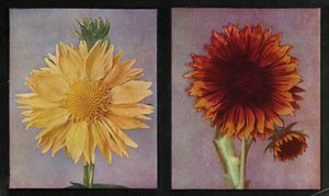 Gaillardias, Été de Kelway et Roi de Kelway (lithographie en couleur)