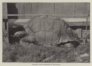 Tortue terrestre géante à Maurice