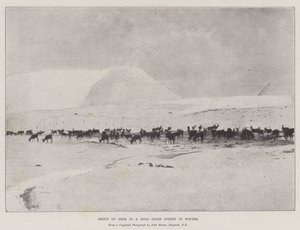 Groupe de cerfs dans une forêt de Ross-Shire en hiver - English Photographer