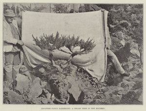 Jardinage fantaisie japonais, un arbre nain dans la rocaille - English Photographer