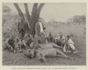 Lions, qui avaient détruit huit ânes, abattus à Sebungu-Poort, Bulawayo