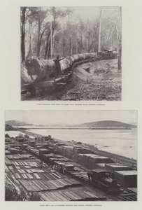 Exploitation forestière en Australie