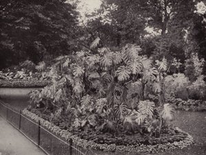 Monstera Deliciosa dans Battersea Park