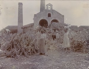 Plantation de Newcastle, 1880 - English Photographer