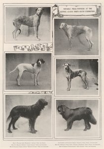 Lauréats notables à la quarante-sixième exposition du Kennel Club - English Photographer