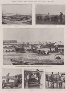 La culture des huîtres, les célèbres parcs à Cancale, Bretagne
