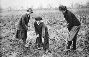Agréable, rentable, patriotique : dans une ferme fruitière à Letchmore Heath, près de St. Albans, de The Illustrated War News, 2 août 1916