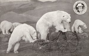 Ours polaire faisant du tricycle, Wonder Zoo et Grand Cirque de Carl Hagenbeck, Olympia, Londres
