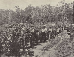 Cueilleurs de framboises au travail, Wandin Yallock - English Photographer