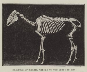Squelette de Hermit, vainqueur du Derby en 1867 - English Photographer