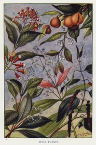 Plantes à Épices