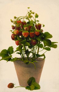 Fraises en pot (photo en couleur) - English Photographer
