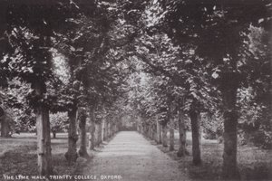 Le Lime Walk, Trinity College, Oxford - English Photographer