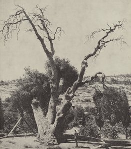 Le chêne de Mamré; le chêne d