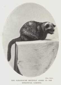 Le paradoxe récemment ajouté aux jardins zoologiques - English Photographer