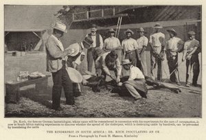 La peste bovine en Afrique du Sud, le Dr Koch inoculant un bœuf - English Photographer
