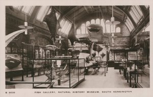 Victoria and Albert Museum, South Kensington, Londres, galerie des poissons - English Photographer