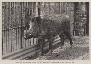 Sanglier, retiré du parc de Windsor et présenté à la Société zoologique par Sa Majesté le Roi - English Photographer