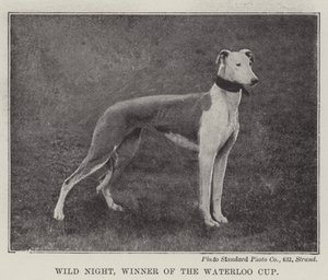 Wild Night, vainqueur de la Waterloo Cup - English Photographer