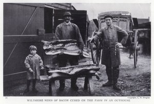Côtés de bacon de Wiltshire salés à la ferme dans une dépendance - English Photographer