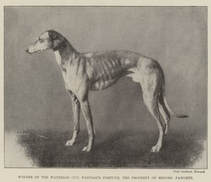 Vainqueur de la Waterloo Cup, Fabulous Fortune, propriété de Messers Fawcett - English Photographer