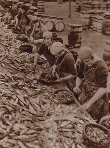 Femmes à Great Yarmouth fendant et nettoyant des harengs