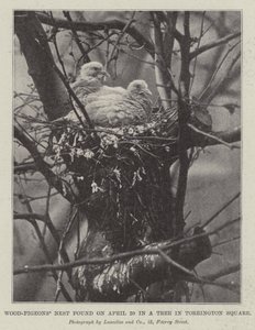 Nid de pigeons ramiers trouvé le 20 avril dans un arbre à Torrington Square - English Photographer