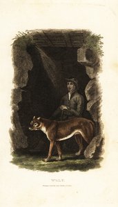 Gentleman anglais du XVIIIe siècle et son loup apprivoisé, Canis lupus, à l